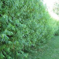 Austree hybrid willow for sale  Chariton