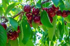 Corte de planta de cereza comercial para enraizamiento y propagación segunda mano  Embacar hacia Mexico