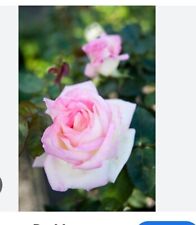 fragrant rose plant for sale  Comstock Park