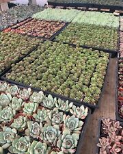 Live succulent assorted for sale  Garden Grove