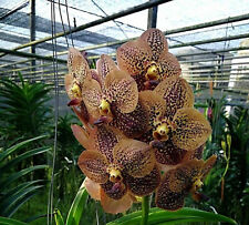 Vanda Thailand Gold, used for sale  Shipping to Canada