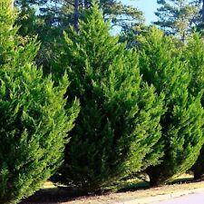 Leyland cypress extra for sale  USA