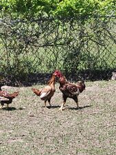Large fowl speckled for sale  Cochran