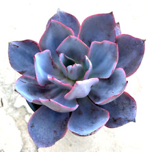 Echeveria afterglow currently for sale  San Marcos