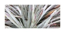 Used, 10x Hechtia Lepidophylla Bromelien Garden Plants - Seeds ID574 for sale  Shipping to South Africa