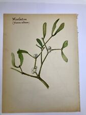 Mistletoe - Vintage Botanical Book Print, used for sale  Shipping to South Africa