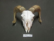 Small ram skull for sale  Mason