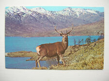 Red deer stag for sale  FALKIRK