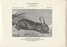 Stampa antica coniglio usato  Lecco