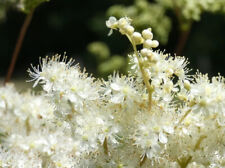 Filipendula ulmaria echtes gebraucht kaufen  WÜ-Heidingsfeld,-Heuchelhof