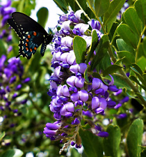 Texas mountain laurel for sale  Canton