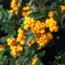 Firethorn hedging plants for sale  UK