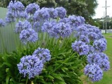 Agapanthus blu semi for sale  Shipping to Ireland