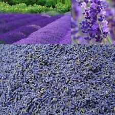 Dried french lavender for sale  UPMINSTER