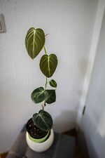 Philodendron melanochrysum pla gebraucht kaufen  Berlin
