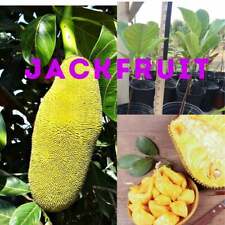 Fresh jack fruits for sale  Miami