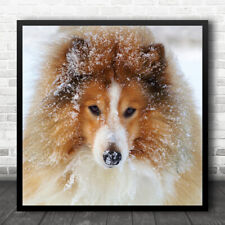 Sheltie dog winter for sale  UK