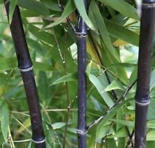 Black timber bamboo for sale  Metairie
