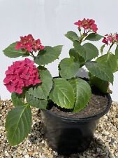 Hydrangea plant pink for sale  BLANDFORD FORUM