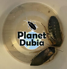 Dubia feeder roaches for sale  USA