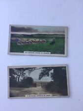 Cavanders cigarette cards for sale  RAYLEIGH