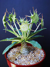 DORSTENIA HORWOODII rare caudex exotic africa caudiciform bonsai seed 10 SEEDS for sale  Shipping to South Africa