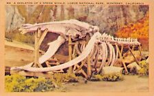 Monterey California ~ Esqueleto De Sperm Ballena ~ Coche-Cama Nacional Park segunda mano  Embacar hacia Argentina