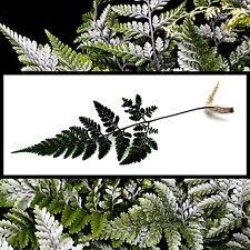 Rabbit foot fern for sale  LEIGH