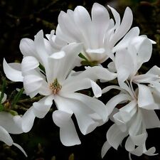 Magnolia stellata water for sale  GLASGOW