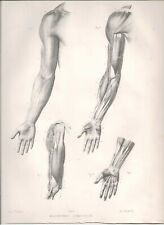 Anatomy fau atlas for sale  LONDON