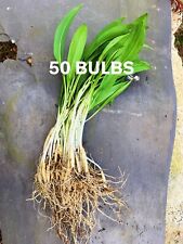 50x wild garlic for sale  ARMAGH