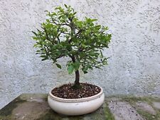 bonsai gebraucht kaufen  Jülich