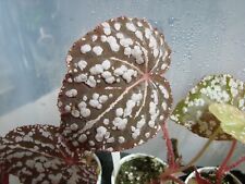 Begonia betsy higly for sale  Long Beach