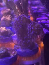 Purple stylophora milka for sale  ILKESTON