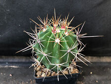 Ferocactus flavovirens cactus usato  Massafra