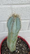 Pilosocereus Magnificus 22cm for sale  Shipping to South Africa