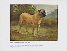 English mastiff named for sale  COLEFORD