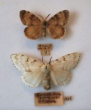 Historic gypsy moth for sale  CHORLEY