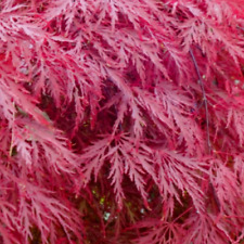 Acer japanese maple for sale  STANLEY