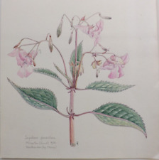 WATERCOLOUR PAINTING  BY W.L.THEOBALD BOTANICAL STUDY IMPATIENS GLANDULIFERA for sale  Shipping to South Africa