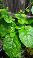 Usado, 50 sementes orgânicas de espinafre malabar verde haste Alugbati Mong Toi Poi Sang Ceilão  comprar usado  Enviando para Brazil