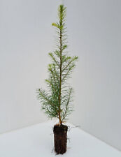 Douglas fir tree for sale  INVERNESS