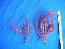 sea fan coral for sale  Lincoln City