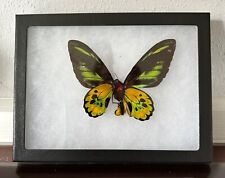 Ornithoptera rothschildi male for sale  Kelso