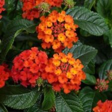Lantana compact orange for sale  Old Town