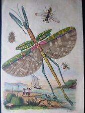 Gravure insectes néoptères d'occasion  Lunéville