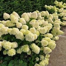 Hydrangea paniculata limelight for sale  Shipping to Ireland