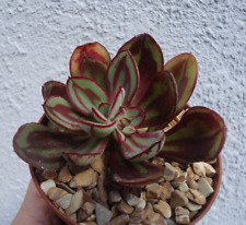 Echeveria nodulosa succulents for sale  Castaic