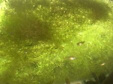Usado, Aquatic Floating Plant (Shrimp Grass) segunda mano  Embacar hacia Argentina