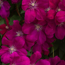 Clematis rouge cardinal for sale  Shipping to Ireland